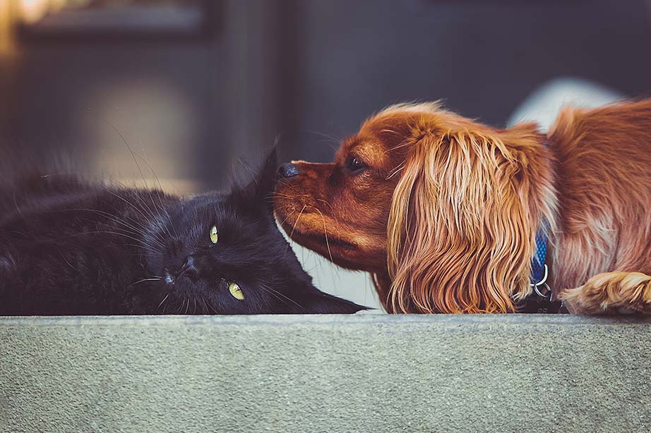 cat and dog relaxing