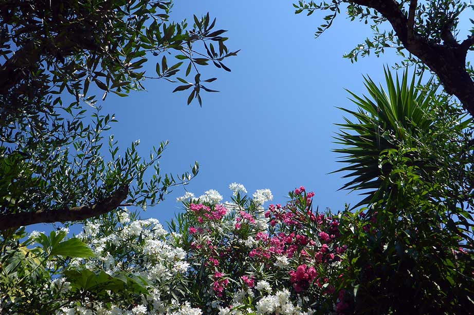flowers and plants with a blue sky