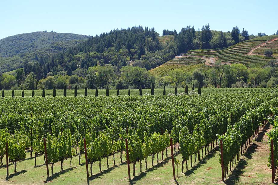 napa valley vineyard california with blueskies and green fields