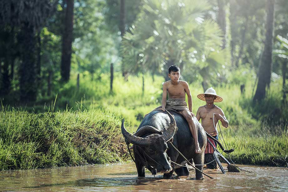two chinese men and a buffalo in a river