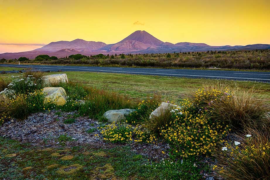 flowers with grass and hills during yellow sunset in new zealand