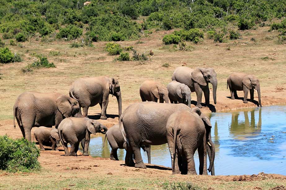 elephants drinking from a pond on the savanna