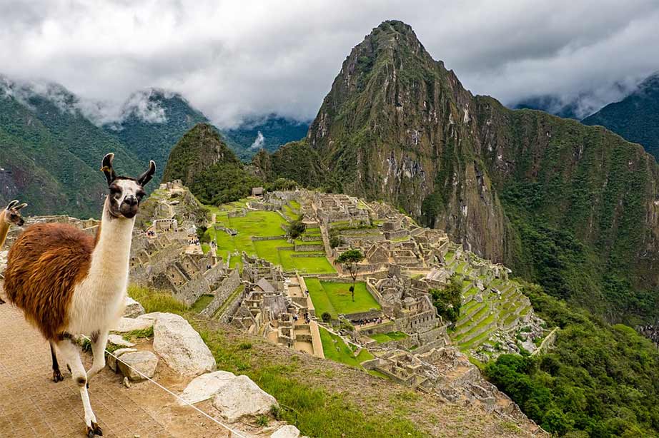 Llama posing in Machu Picchu