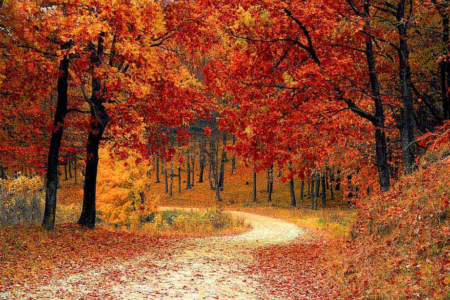 Trees with fallen leaves in the fall