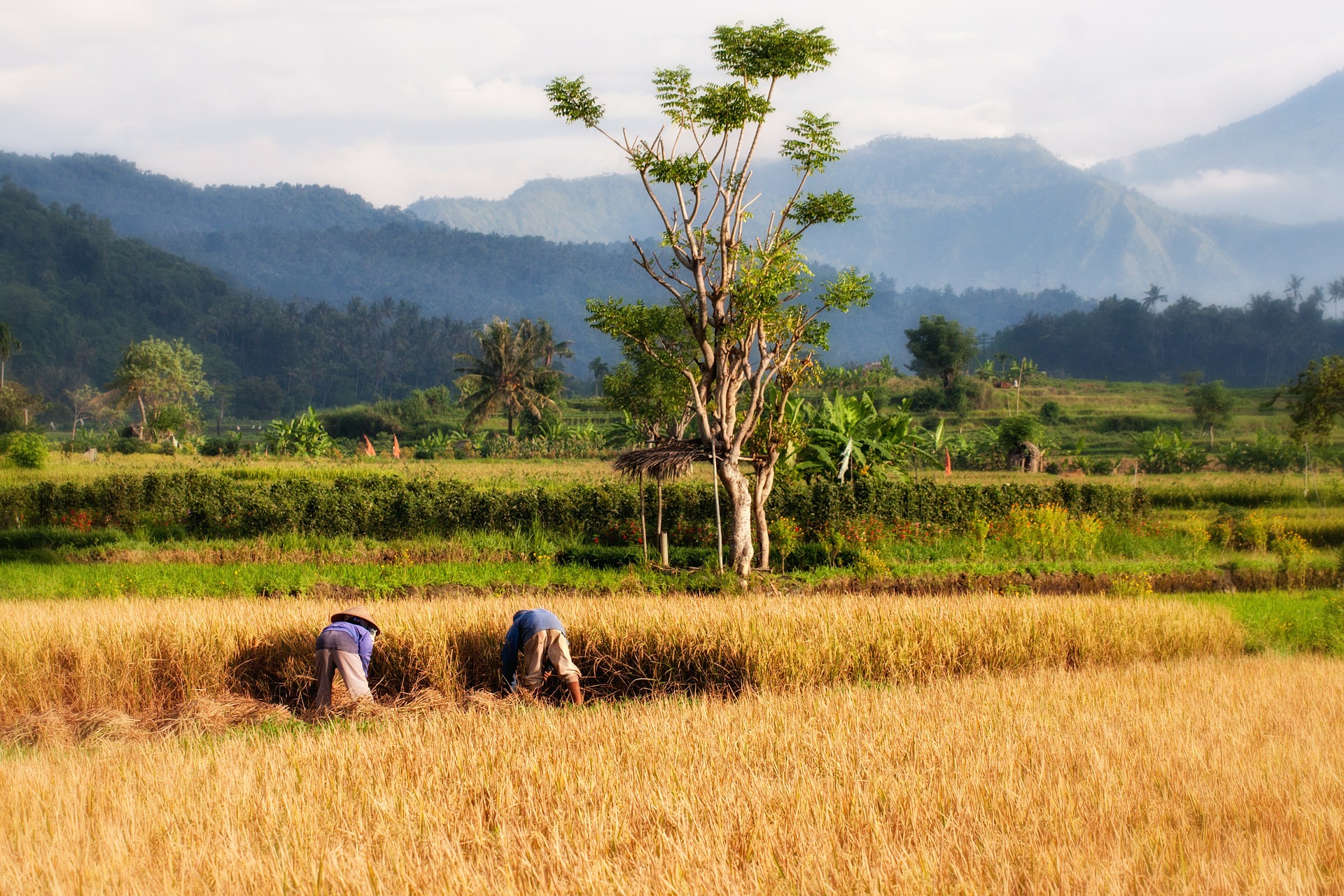 indonesian people working the ricefields