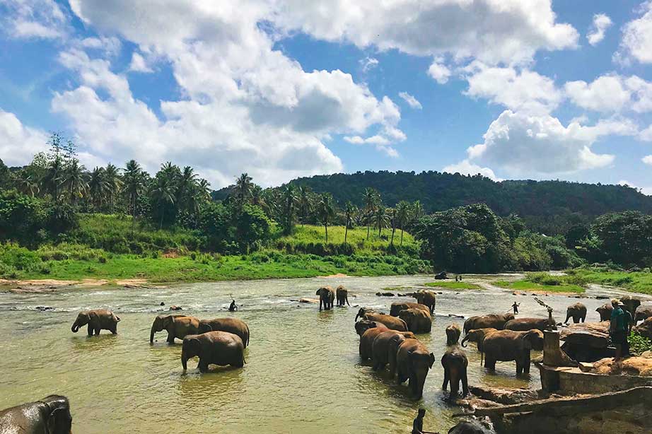 elephants bathing in the river 
